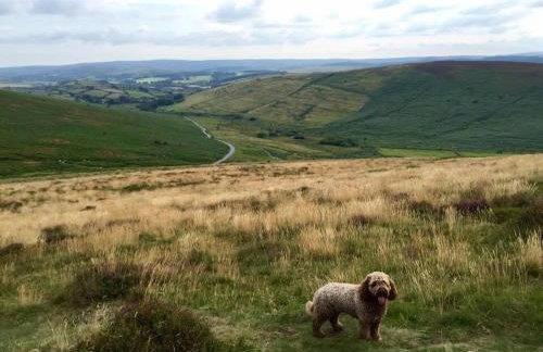 Idyllic Dartmoor Cottage - Foto 13