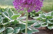 Lawendowy Domek nad jeziorem Szteklin - Foto 26