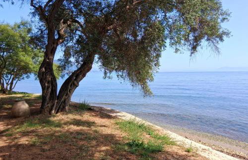 Albert's Place - Photo 18