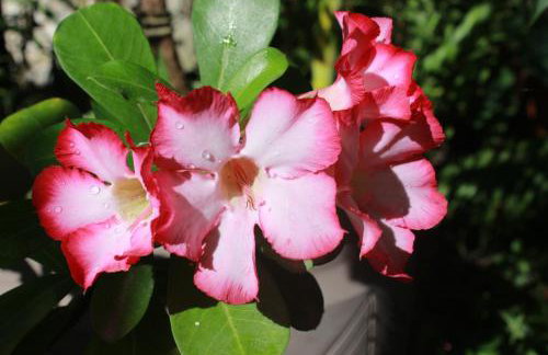 Jardim UIXA - Foto 49