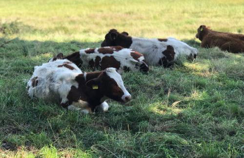Ferienwohnung Fleckeby Schlei Fjord Light - Foto 49