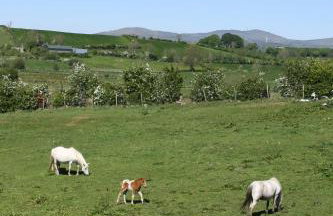 Jackdaw Cottage - Photo 47