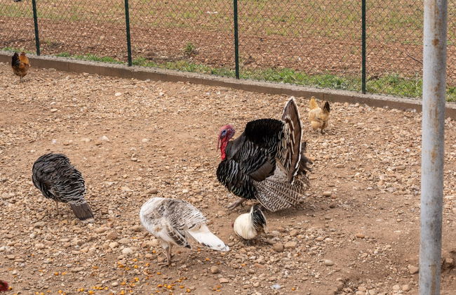 Agriturismo Pozzo Fiorito - Foto 55