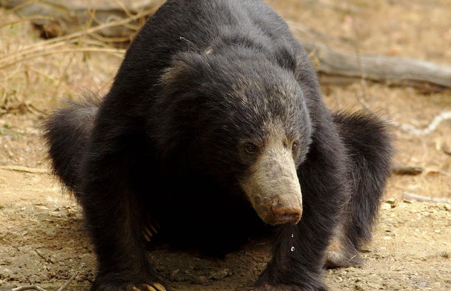 Naturehawks Safari Villa Yala - Foto 14