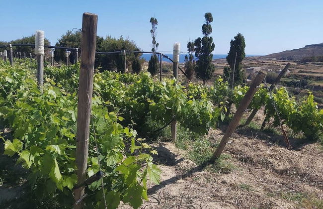 Tal-Kitarra Villa - Foto 27