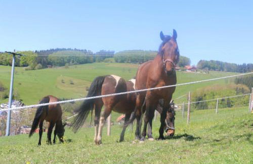 Schwoererhof - Photo 46