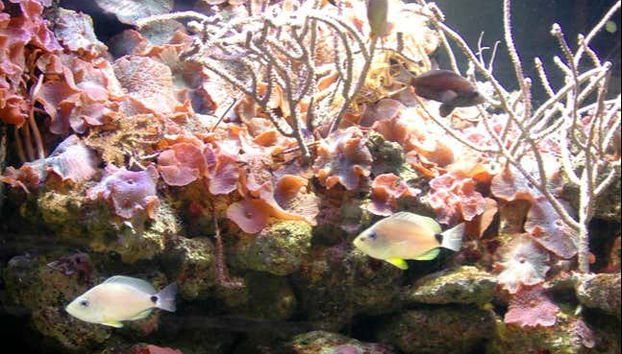 Coral en el Acuario de Cayo Hueso