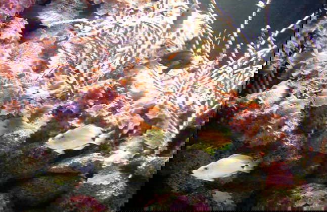 Ingresso do Aquário de Key West - Foto 3