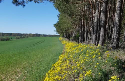 Omas Linde - Foto 27