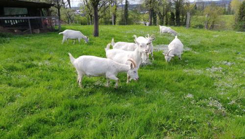 Meisterbauerhof - Foto 3