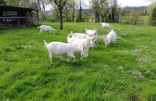 Meisterbauerhof - Foto 3