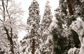 A-Frame Cabin in The Sequoias - Foto 22