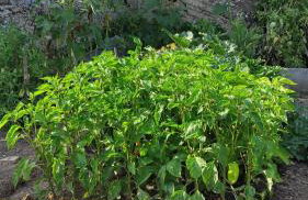 Apartmani Andric - Foto 59