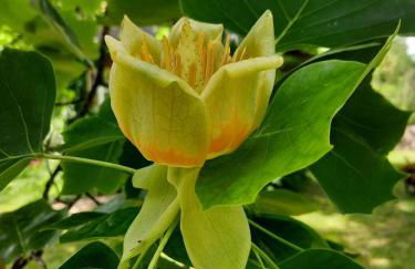 Ferienwohnung Unterm Tulpenbaum - Foto 33