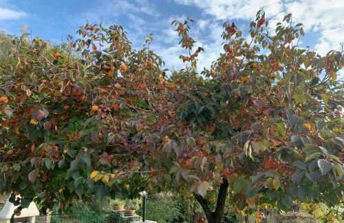 Il Giardino di Piero - LT-0029 - Foto 47