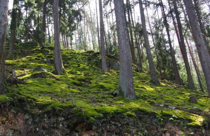 Fewo TaLuLa - Sauerland mit Hund - Foto 24