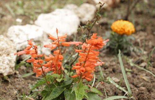 Gardelis Gardens - Foto 32