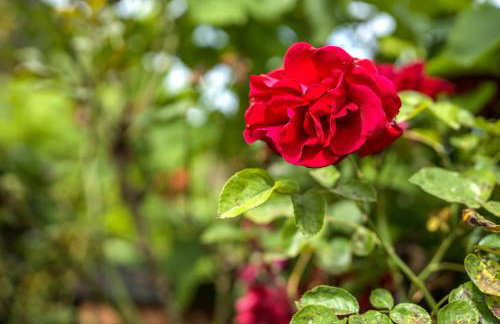 Ferienwohnung Schneider - Foto 21