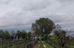 Agriturismo L'Albara - Wines, Pool & SPA - Foto 17