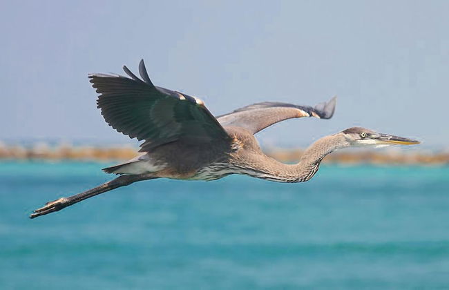 Bonaire Retreat - Foto 20