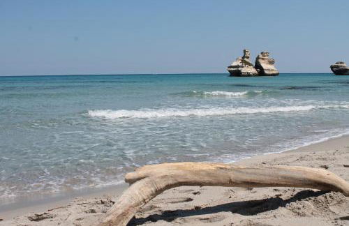 Vecchio Ulivo - Foto 38