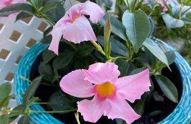 Vila Sol, Apartment 468 - Foto 38