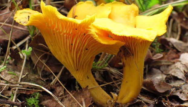 Rota micológica pela Serra de Aracena