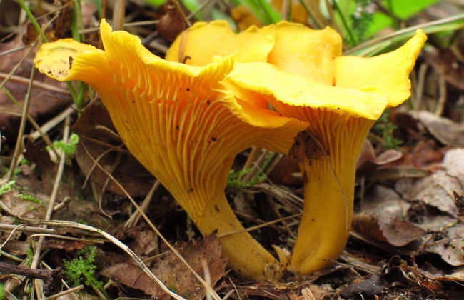 Colheita de cogumelos em Alajar - Foto 3