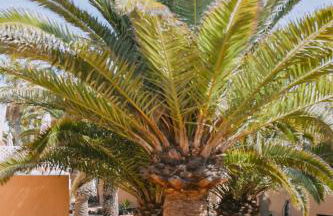 Playa y Palmera - Photo 29