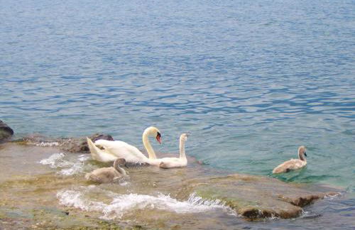 Hotel Residence Villa Beatrice - Foto 18