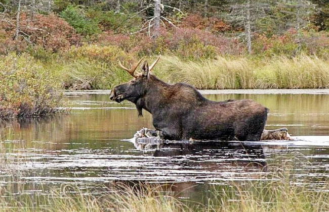 4 Person Holiday Home in Fargelanda-by Traum - Photo 13