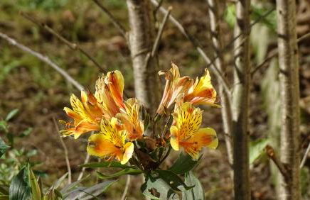 Les gites de Pétrocoriis - Boulazac Périgueux - Foto 57