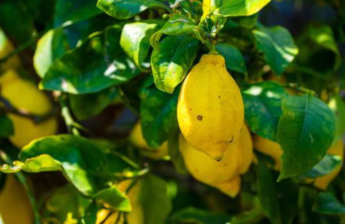 Italian Vacation Homes - Garden Lake Iseo - Foto 13