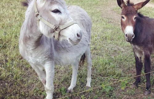 Große Ferienwohnung in Winterberg Hildfeld - Photo 28