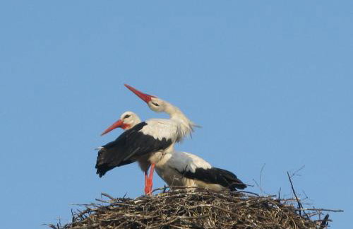 Domek na wsi Mokosz - Photo 34