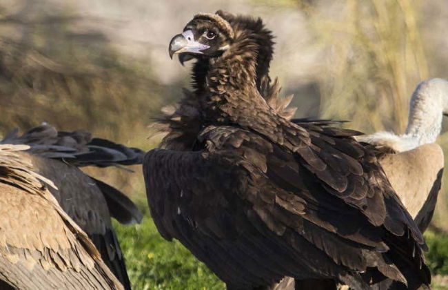 Observation d'oiseaux à Monfragüe - Photo 1