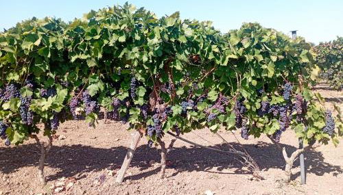 Casa vacanze Il Carrubo - Foto 4