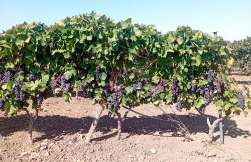 Casa vacanze Il Carrubo - Foto 4