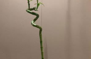 Eva suite Vip excellent studio 1 - Foto 9