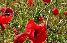 Villa Jolanta - Foto 38