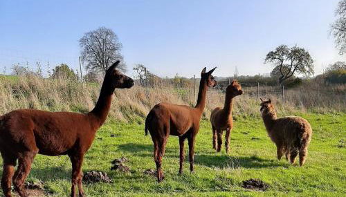 Blaues Haus-Urlaub mit Alpakas oder nur eine schöne Unterkunft in der schaalseergion - Foto 2