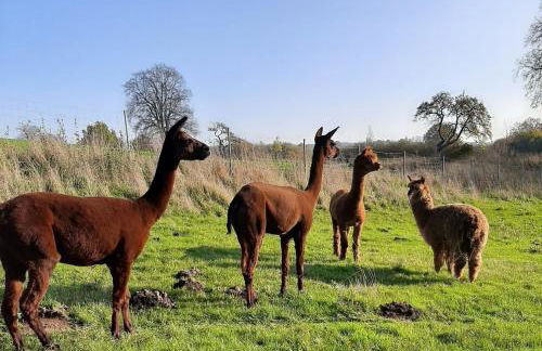 Blaues Haus-Urlaub mit Alpakas oder nur eine schöne Unterkunft in der schaalseergion - Foto 2