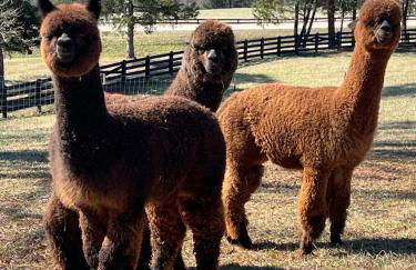 The Nest at Cardinal Hill Dahlonega - Foto 43