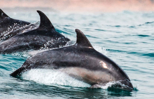 Avistamiento de delfines en Sotogrande - Foto 1