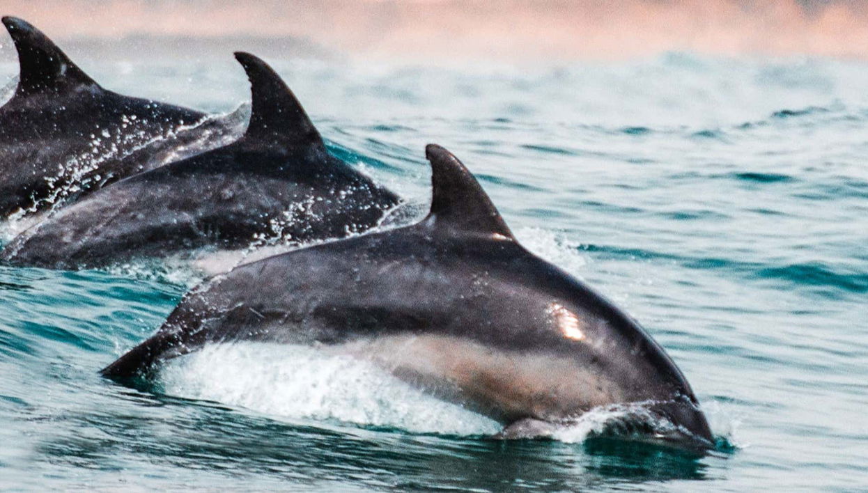 Avistamiento de delfines en Sotogrande