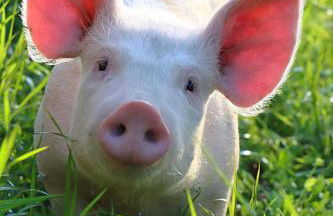 Castello di Viano - Foto 16