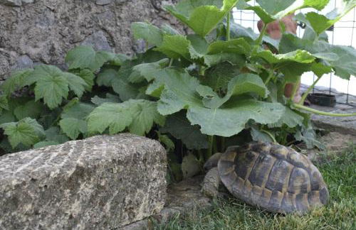 Appartamento Anna - Foto 34