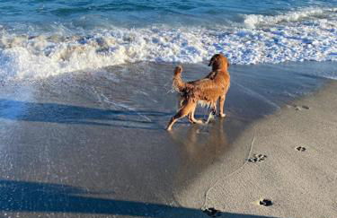 Charmante maison à Le Barcarès - Foto 14