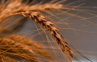 Μάραθος - Foto 5