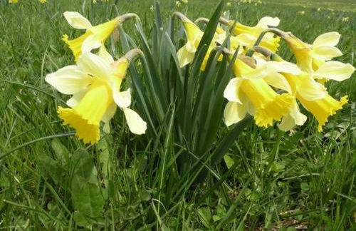 GITE LES 1000 FLEURS - Foto 16